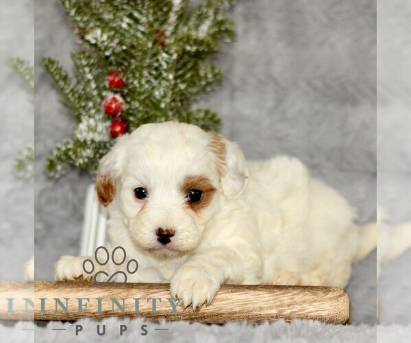 Medium Photo #4 Cavapoo Puppy For Sale in BIRD IN HAND, PA, USA
