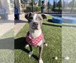 Small #4 American Pit Bull Terrier Mix
