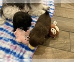 Small Photo #6 Shih Tzu Puppy For Sale in EDMOND, OK, USA