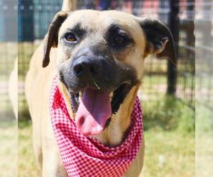 Mastiff-Unknown Mix Dogs for adoption in San Antonio, TX, USA