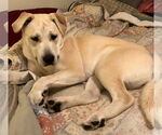 Small #6 Labrador Retriever Mix