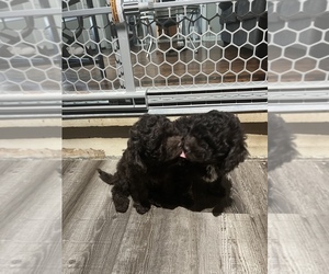 Cockapoo Puppy for sale in EAGLE CREEK, IN, USA