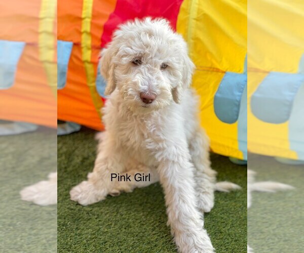 Full screen Photo #5 Goldendoodle-Poodle (Standard) Mix Puppy For Sale in CITRUS HEIGHTS, CA, USA