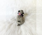 Small #5 Chihuahua