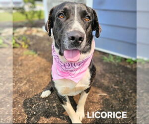 Border Collie-Unknown Mix Dogs for adoption in Maryville, TN, USA