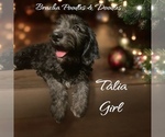 Puppy Talia Bernedoodle