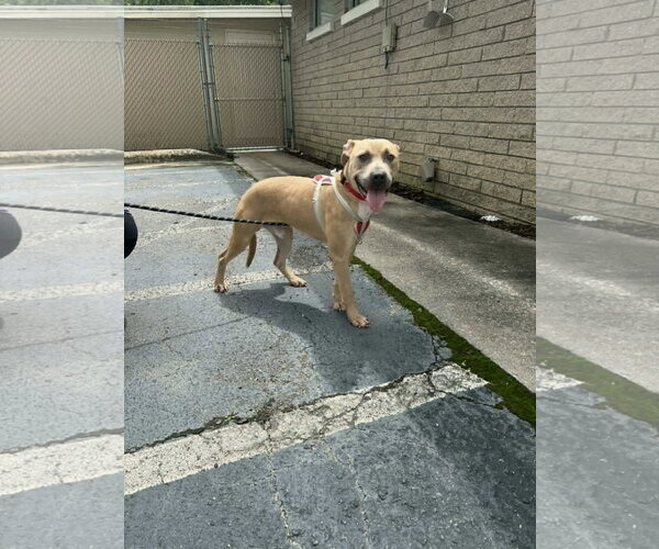 Medium Photo #2 American Pit Bull Terrier-Unknown Mix Puppy For Sale in Holly Springs, NC, USA