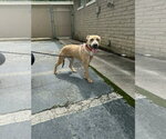 Small #1 American Pit Bull Terrier Mix