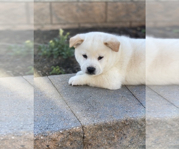 Medium Photo #2 Shiba Inu Puppy For Sale in CANOGA, NY, USA