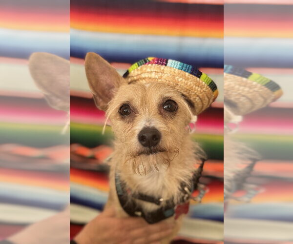Medium Photo #9 Chihuahua-Unknown Mix Puppy For Sale in Mundelein, IL, USA