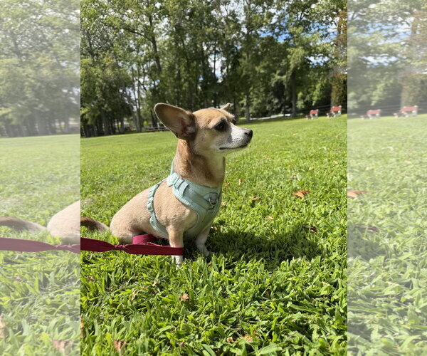 Medium Photo #2 Chiweenie Puppy For Sale in Oakhurst, NJ, USA