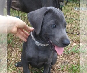 Blue Lacy Puppy for sale in MANVEL, TX, USA