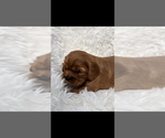 Small #3 Cavalier King Charles Spaniel