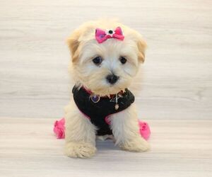 Morkie Puppy for sale in LAS VEGAS, NV, USA