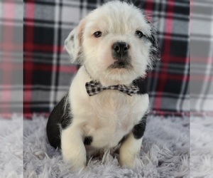 English Bulldog-Shih Tzu Mix Puppy for sale in QUAPAW, OK, USA