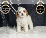 Small Photo #99 Poodle (Toy) Puppy For Sale in WARSAW, IN, USA