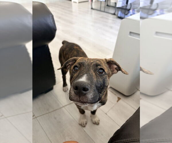 Medium Photo #13 Boxer-Unknown Mix Puppy For Sale in Dana Point, CA, USA