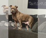 Small Photo #1 America Bandogge Mastiff-Cane Corso Mix Puppy For Sale in FOLSOM, PA, USA