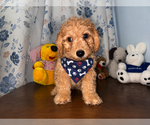 Small #20 Goldendoodle mix (+ Poodle Miniature)