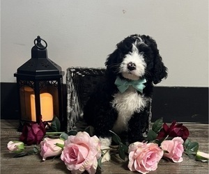 Bernedoodle Puppy for sale in THORP, WI, USA