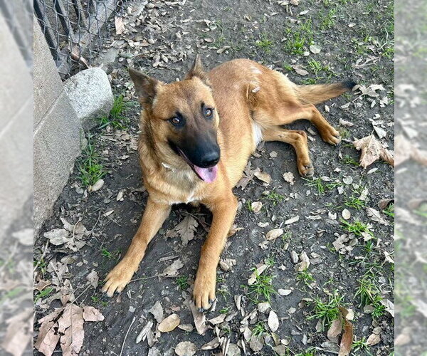 Medium Photo #1 Mutt Puppy For Sale in Riverside, CA, USA