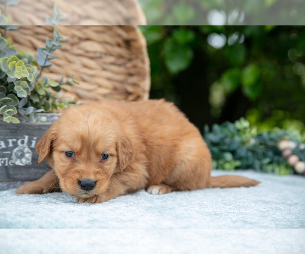 Medium Photo #32 Golden Retriever Puppy For Sale in WOLCOTTVILLE, IN, USA
