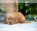 Small Photo #32 Golden Retriever Puppy For Sale in WOLCOTTVILLE, IN, USA