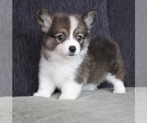 Pembroke Welsh Corgi Puppy for sale in CHICAGO, IL, USA