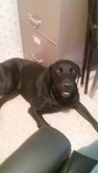 Labrador Retriever Dogs for adoption in SHOW LOW, AZ, USA