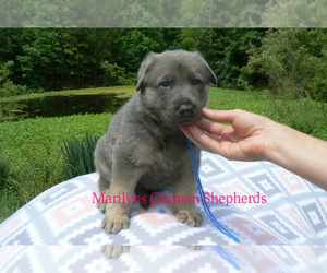 German Shepherd Dog Puppy for sale in PIEDMONT, MO, USA