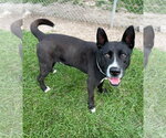 Small #1 American Staffordshire Terrier-Labrador Retriever Mix