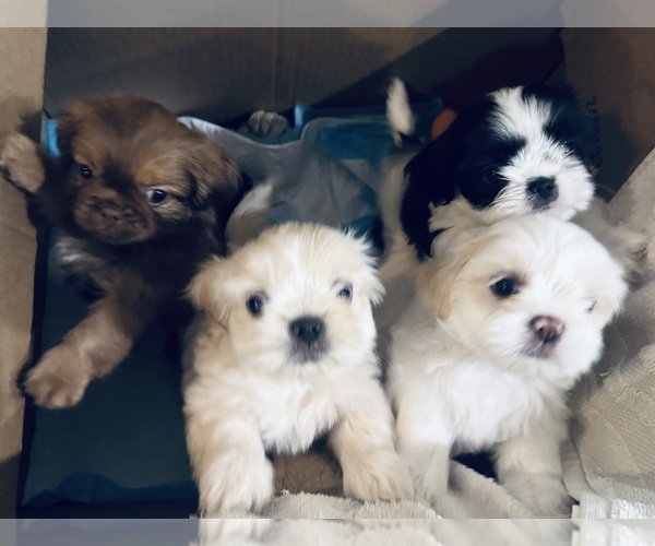Medium Photo #3 Shih Tzu Puppy For Sale in CALIMESA, CA, USA