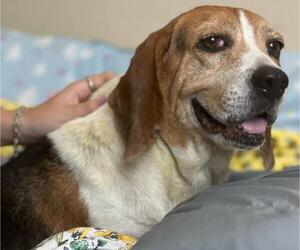 Beagle Dogs for adoption in Rockwall, TX, USA