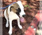 Small #1 American Pit Bull Terrier
