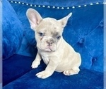 Small Photo #29 French Bulldog Puppy For Sale in MIAMI BEACH, FL, USA