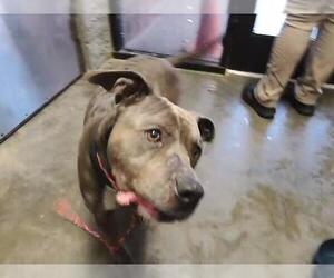 Mutt Dogs for adoption in Tulsa, OK, USA