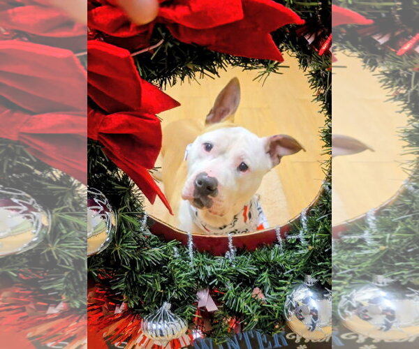 Medium Photo #16 American Bulldog-Labrador Retriever Mix Puppy For Sale in Rockaway, NJ, USA