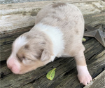 Small Photo #5 Australian Shepherd Puppy For Sale in LYNN, IN, USA