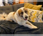 Small #2 Great Pyrenees