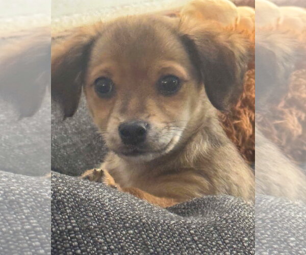Medium Photo #6 Chihuahua-Colonial Cocker Spaniel Mix Puppy For Sale in Corona, CA, USA