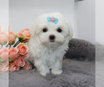 Small #2 Maltese