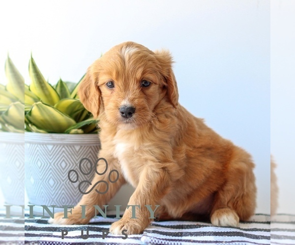 Medium Photo #2 Goldendoodle Puppy For Sale in LITITZ, PA, USA