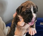 Puppy King Boxer