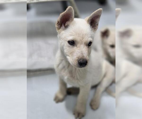 Medium Photo #1 German Shepherd Dog-Unknown Mix Puppy For Sale in Temple, TX, USA