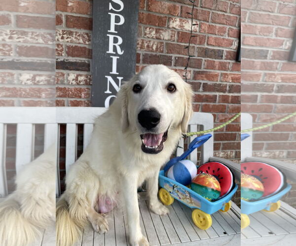 Medium Photo #9 Great Pyrenees Puppy For Sale in Spring, TX, USA