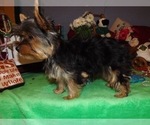 Small Photo #1 Yorkshire Terrier Puppy For Sale in CASSVILLE, MO, USA