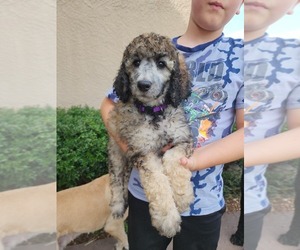Poodle (Standard) Puppy for sale in SPRING HILL, FL, USA