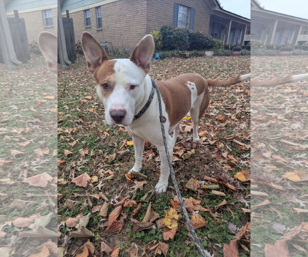 Medium Photo #7 Staffordshire Bull Terrier-Unknown Mix Puppy For Sale in Munford, TN, USA