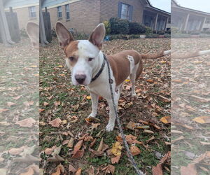 Ozzy - Male Staffordshire Bull Terrier-Unknown Mix Dog for Adoption - Photo #7
