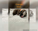Puppy Orange Boxer
